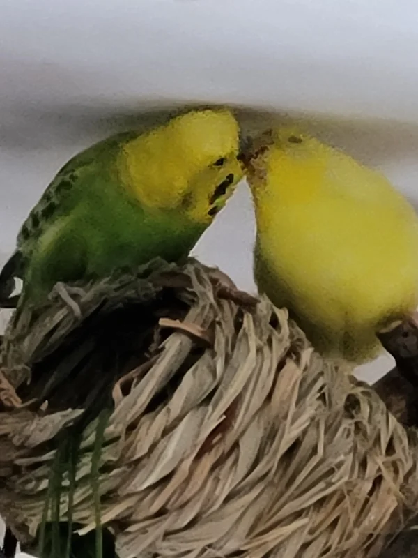 Wellensittich-Bild: Mein Pärchen Mr.Green und seine Yellow. Sie lieben sich einfach!