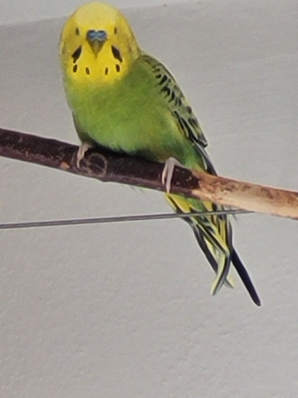 Mr green