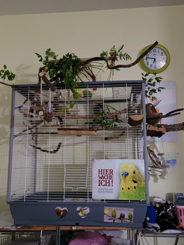 Wellensittich-Bild: Alle Türen sind offen! Doch manchmal mögen sie chillen 
IM Käfig! Ist auch ok:: 
