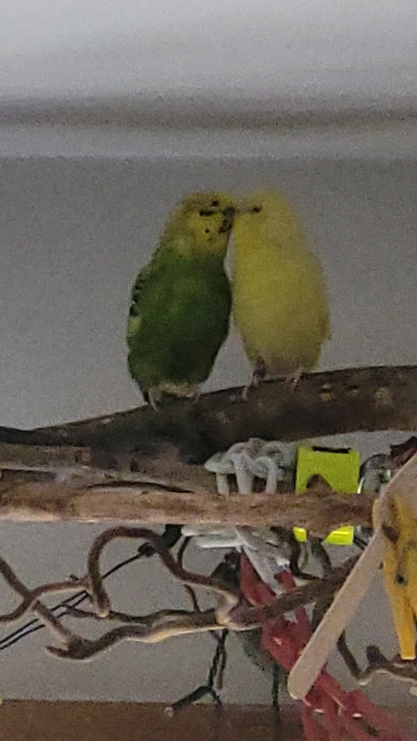 Wellensittich-Bild: Mr. Green und seine Yellow! Sie sind so süß zusammen. 