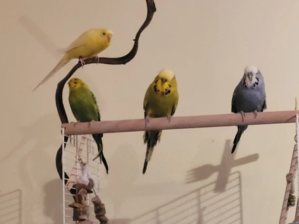 Wellensittich-Bild: Alle mal ganz freundlich und vor allem ...
Von VORNE! GANZ OBEN DIE YELLOW, DARUNTER MR. GREEN, DANEBEN 
MOPSI UND FIDEL.