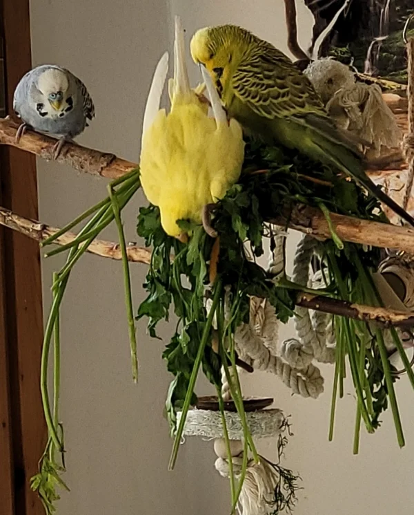 Wellensittich-Bild: Yellow bei ihrer akrobatischen Übung. Salatbaden mal anders. 
Etwas neidisch blicken die anderen zwei schon. Oder?