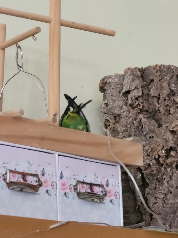 Wellensittich-Bild: Mr. Green von hinten sucht und findet glatt paar Körnchen!