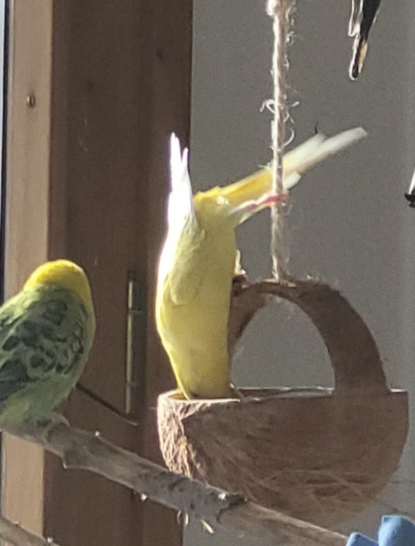 Wellensittich-Bild: Yellow  übt schon mal für den Manegen Auftritt. Erst mal auf Kokosnuss Schaukel. Mr.Green schaut ehrfürchtig zu. ?