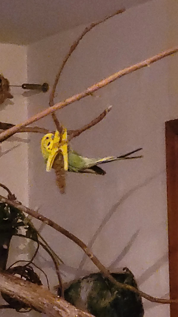 Wellensittich-Bild: Mr. Green in allen möglichen Varianten Kolbenhirse zu ergattern. Ein richtiger Künstler! :-) Selbst kopfüber ist kein Problem für ihn.