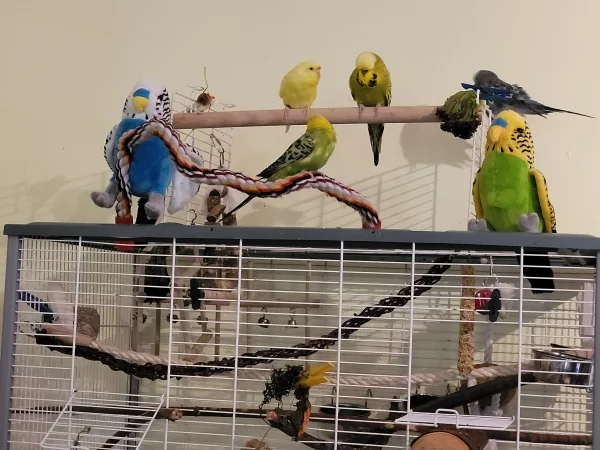 Wellensittich-Bild: Links & rechts Plüschwellis, ganz allerliebst! Nur meine 4 Schätze straften sie mit völligem Desinteresse. Na ja, die zwitschern ja nicht mal.