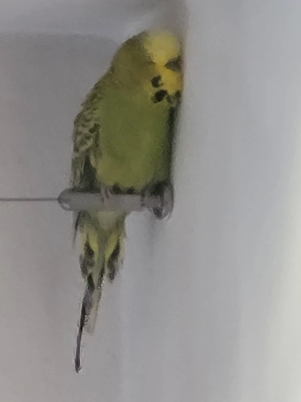 Wellensittich-Bild: Mopsi führt sehr gerne auch mal Selbstgespräche mit der Wand. Ganz im Eck mag er (und Mr. Green) das am liebsten. 
Die hört wenigstens zu. :-))