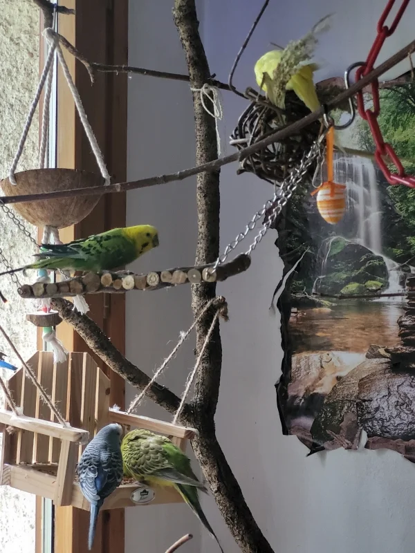 Wellensittich-Bild: So gibt es keinen Streit. Links unten auf der Hollywood Schaukel Fidel & Mopsi. Darüber auf der Holz Hängebrücke ist Mr.Green. Rechts oben Yellow auf dem Weidenbällchen. 
Überall was zu finden. Lecker Sachen!