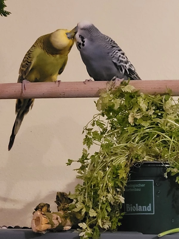 Wellensittich-Bild: Fidel & Mopsi lieben sich und füttern sich gegenseitig. 
Das ist so schön anzuschauen! 