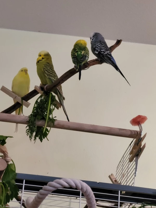 Wellensittich-Bild: Meine 4 Schätze und meine Wenigkeit wünschen allen schöne Pfingsten!