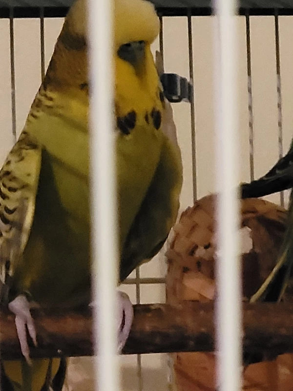 Wellensittich-Bild: Der Mopsi war heute so damit beschäftigt den anderen nach zu rennen und sich aufzudrängen das ihm ganz warm wurde. Ja, er muss sein Mütchen abkühlen. :-)))))