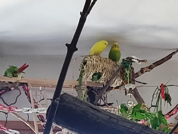 Wellensittich-Bild: Yellow links und Mr. Green rechts müssen sich erst mal ausruhen.