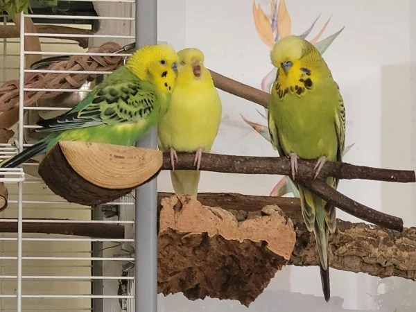 Wellensittich-Bild: Die Hähne der Schöpfung bezirzen die Yellow. Jedoch kennt sie die Sprüche & Versprechen schon.:-)
