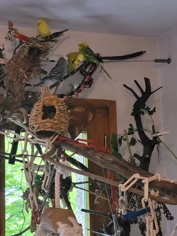 Wellensittich-Bild: Da sind sie in trauter Gemeinsamkeit .
Oben Freifrau von Yellow und das gemeine Fußvolk.
Fidel, Mopsi und Mr. Green. (von links nach rechts)
Ganz zu Madams Wünschen & Launen.:-))))