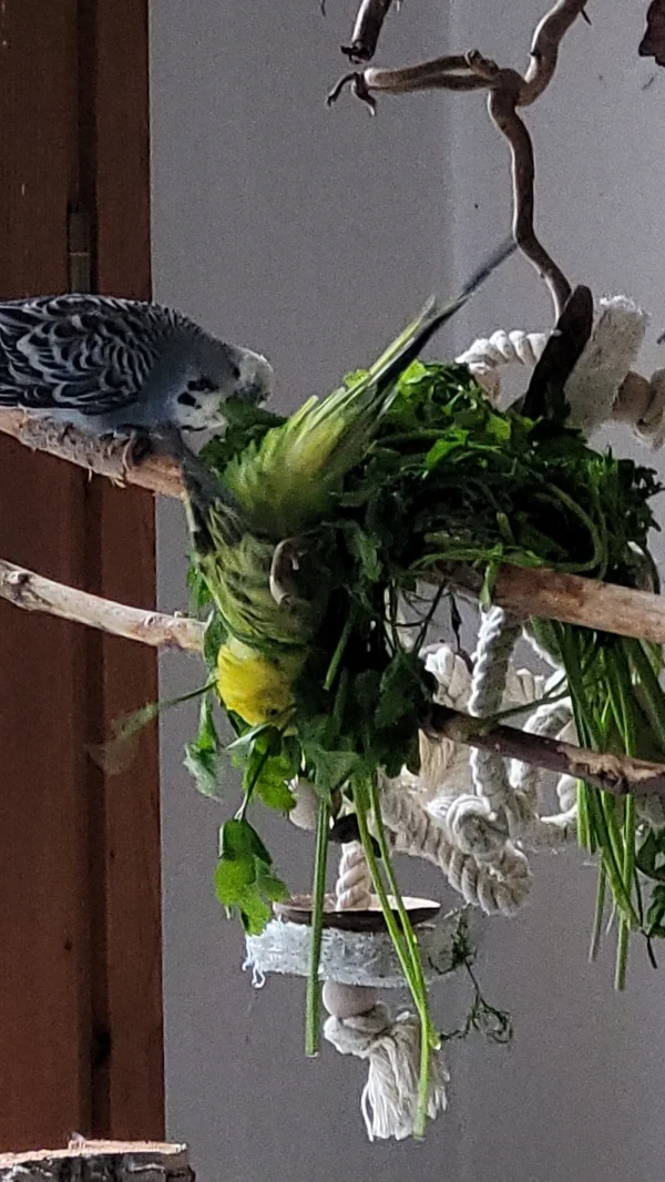 Wellensittich-Bild: Meine Schätze lieben es im Salat zu baden. Auf dem Foto ist Mr. Green in Aktion zu sehen! So süß anzusehen. :-))