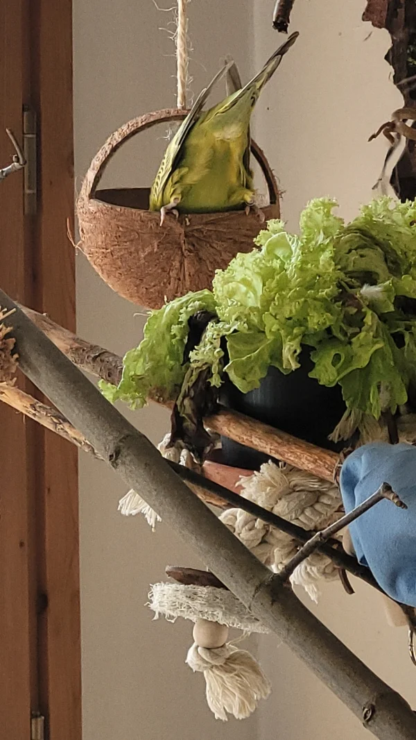 Wellensittich-Bild: Mein kleiner Standard Welli hat als Arschitekt für Innen liegendes ordentlich zu tun! Er ist da sehr gewissenhaft:-))
Der Kokusnuss Boden muss ordentlich verlegt sein. Kein Körnchen soll zu sehen, äh zu picken sein!