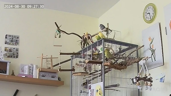 Wellensittich-Bild: Oben sitzt Fidel,
darunter Mr. Green links und Yellow rechts, 
Neben dem Käfig auch rechte Seite thront Mopsi.