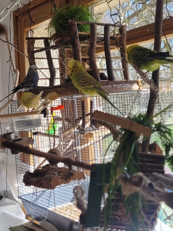Wellensittich-Bild: Da sind sie meine 4 Schätze!
Yellow am Badehäuschen hätte ich fast nicht gesehen.
Ein schöner Fensterplatz natürlich mit entsprechenden spannenden Tieren die da so vorbei fliegen. Oder Dachkatzerl!
Uii, da wird der Hals schon mal länger um zu gucken was das ist. 