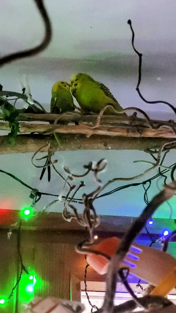 Wellensittich-Bild: Mopsi voll mit Amore becirct Mr.Green. 
Wenn das mal nicht die anderen Partner mitkriegen!