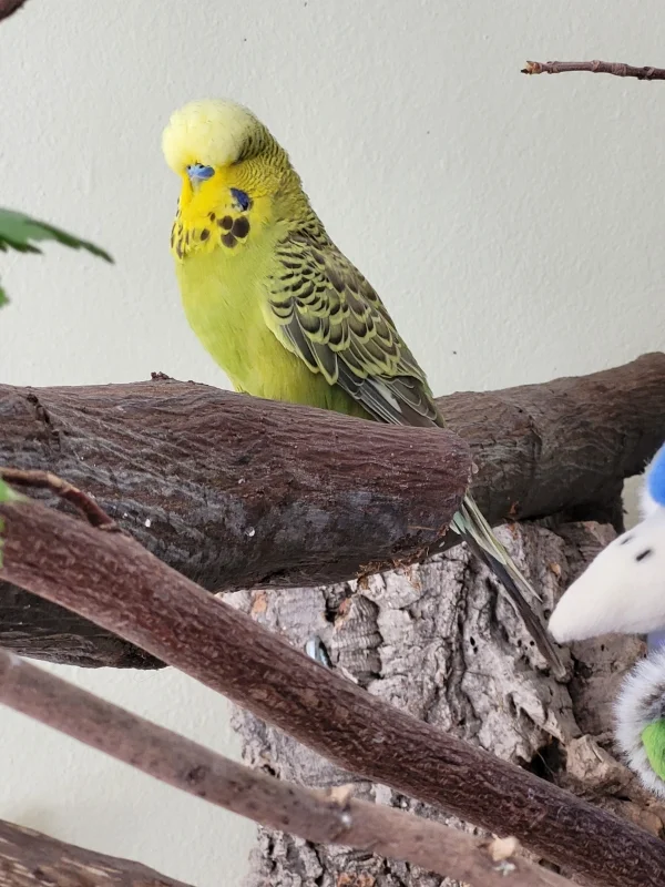 Wellensittich-Bild: Mopsi mopst alles was nicht bei 2 auf dem Ast weit weg ist! 
Sehr zum Leidwesen der anderen Partner.
Ja mei, wenn man so schön ist, gell?