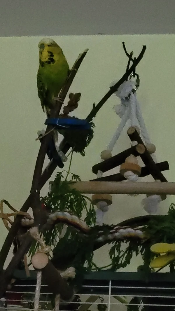 Wellensittich-Bild: Mopsi schnuppert Höhenluft.  Dieser Ast ist neu, die anderen trauen sich noch nicht hin!
Mopsl der Mutige! :-)