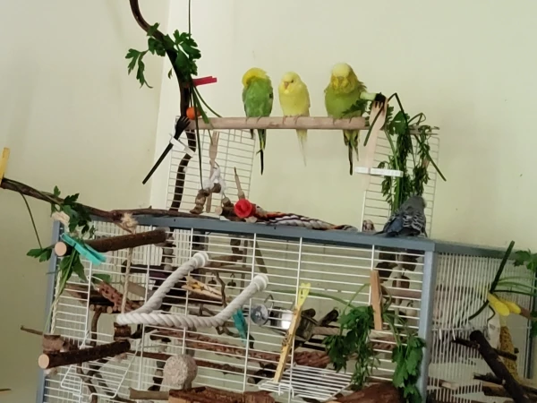 Wellensittich-Bild: Meine vier Schätze scheinen sich zu langweilen. 
Links  Mr. Green putzt sich, Yellow nimmt es einfach hin diese Langeweile, daneben Mopsi.
Ganz rechts unten auf dem Käfig Dach sitzt Fidel, mit dem Rücken zu uns.
Ja mei, es muss nicht immer holla die Waldfee sein, oder? 