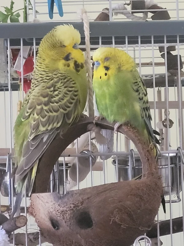 Wellensittich-Bild: Mopsi links und Mr.Green rechts,da sieht man den größen Unterschied ganz gut ?. Standard & Hansi Bubi.