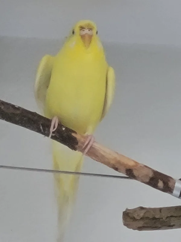 Wellensittich-Bild: Yellow hat die fliegende Hitze gepackt, 
Haben ihr die drei Männlein so zugesetzt?
( Mr.Green, oder Mopsi oder gar Fidel? 
