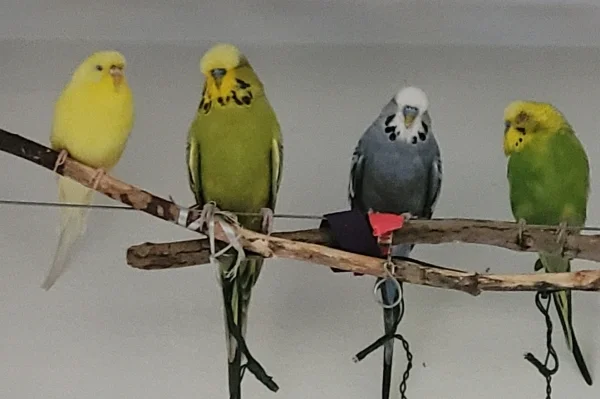 Wellensittich-Bild: Links Yellow die Henne, daneben 3 Hähne Mopsi
 (ein Standard),Fidel der blaue und Mr. Green ganz rechts. 
