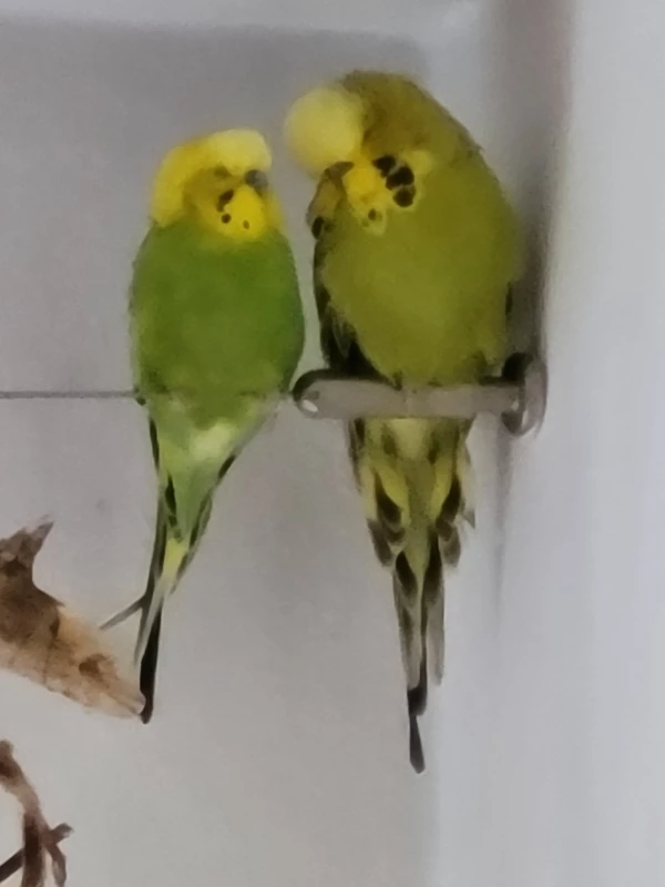 Wellensittich-Bild: Mopsi meint: Ich verbitte mir derartige Vergleiche von wegen dick & doof!
Na für doof äh Mr.Green mag es ja zutreffen!
Und ich bin auch nicht DICK!
Das nennt man gut gebaut!
So das ihr es alle wisst!