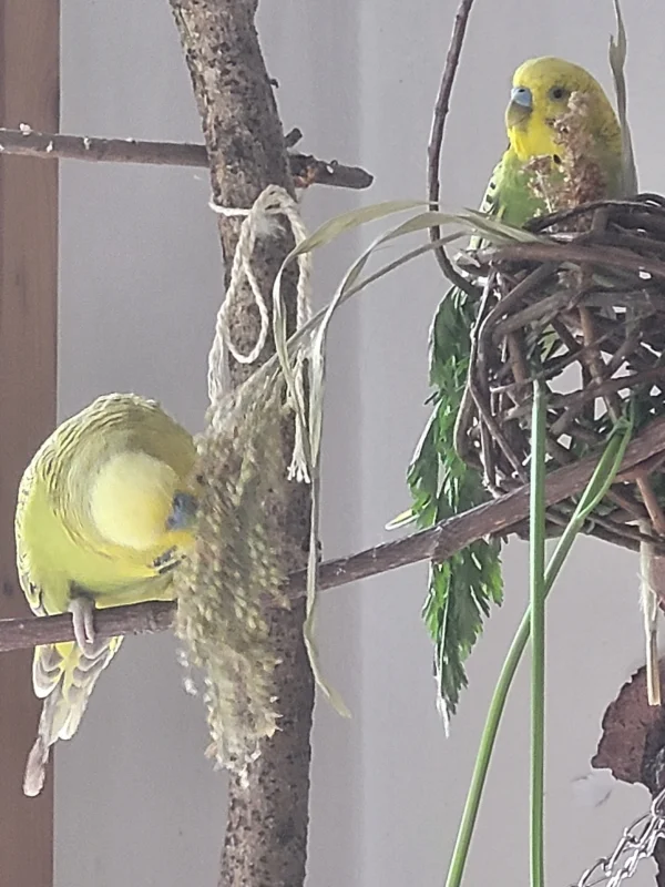Wellensittich-Bild: Mr.Green findet es schon ganz schön dreist,
 s e i n e Hirse schnappt sich der Mopsi!
 So eine Unverschämtheit!