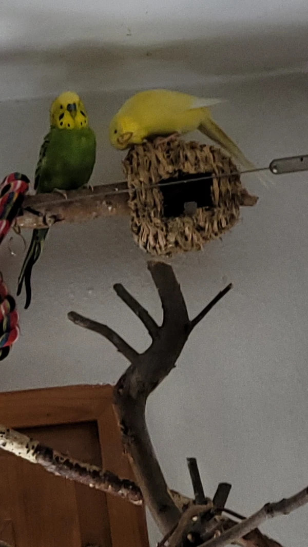 Wellensittich-Bild: Yellow möchte die Welt mal von einer anderen Perspektive betrachten. 
Mr. Green kennt ihre Spinnereien schon. Er erträgt alles ganz tapfer! 