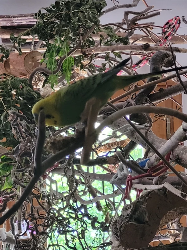 Wellensittich-Bild: Mr.Green ist ein schlaues Bürschchen! Inmitten der Äste und Zweige ganz versteckt... köstlichste rote Kolbenhirse. Mhmmm, nur viiiiel zu wenig für hungriges Schätzchen:-)))