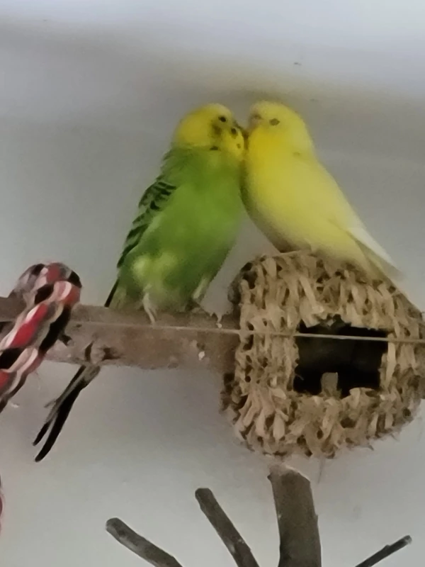 Wellensittich-Bild: Mr. Green & Yellow genießen ihr Beisammensein mit allen Welli Sinnen!
