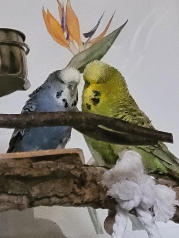 Wellensittich-Bild: Fidel und Mopsi nach liebevollen Schnäbeleien benötigen nun etwas Pause. 
Ein bisschen Spaß ,äh, Erholung muss sein.