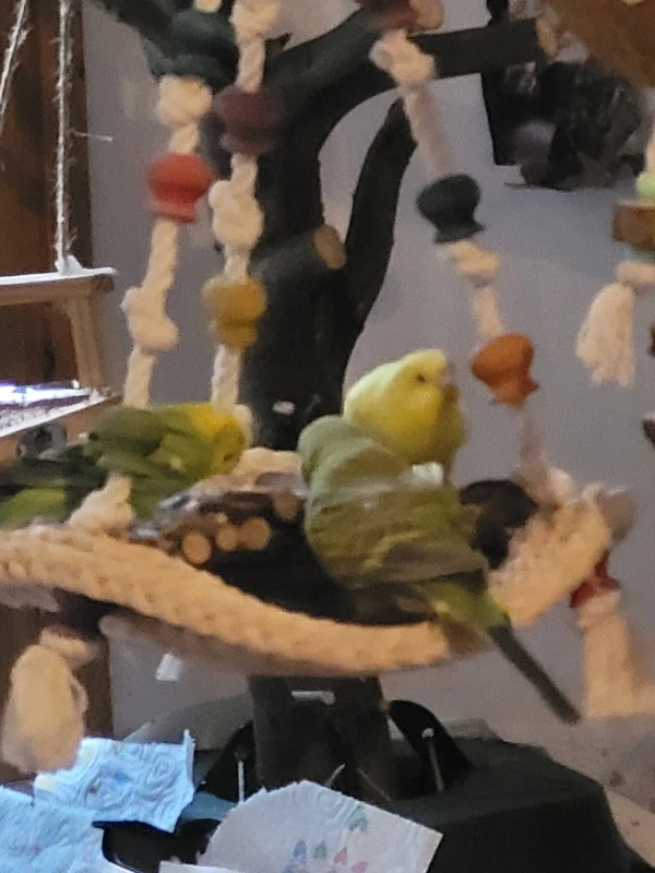 Wellensittich-Bild: Das Dreier Gespann, Mopsi mit dem Rücken zu uns, links Mr. Green, rechts Madame Yellow. 
In ihrer grenzenlosen Güte dürfen die anderen auch mit ran. :-)))