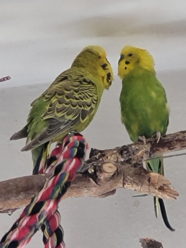 Wellensittich-Bild: Hast du das gesehen, Mr.Green? SKANDALÖÖÖÖS,
Fidel macht doch glatt der Yellow Avancen!
Was hat DIE, was ich nicht habe? 
Ähm, na ja lieber Mopsi, 
Sie ist halt eine SIE! und die einzige Henne hier in unserem Schwarm! Und wunderschön!
Das wird es sein!