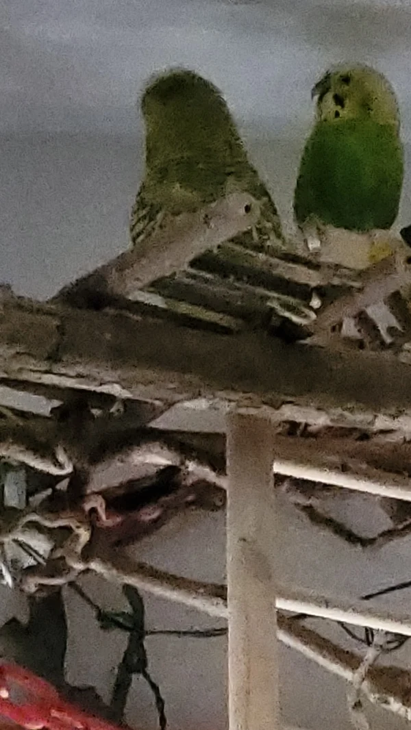 Wellensittich-Bild: Mopsi kann sehr aufdringlich sein. Auch ohne Termin kommt er stets an. Mr.Green ist genervt!