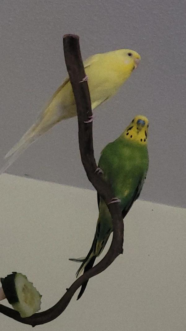 Wellensittich-Bild: Yellow und Mr.Green haben so die beste Übersicht was so alles da passiert. 
Erst das Gürkchen angeknabbert, dann hoch hinauf!
Es könnte woanders ja noch besseres sein!:-))