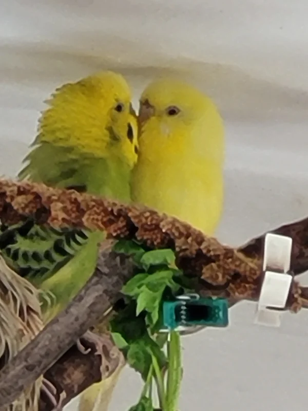 Wellensittich-Bild: Mr. Green und seine Yellow. Unzertrennlich. All ihre Launen
erträgt er tapfer und gibt nicht auf!