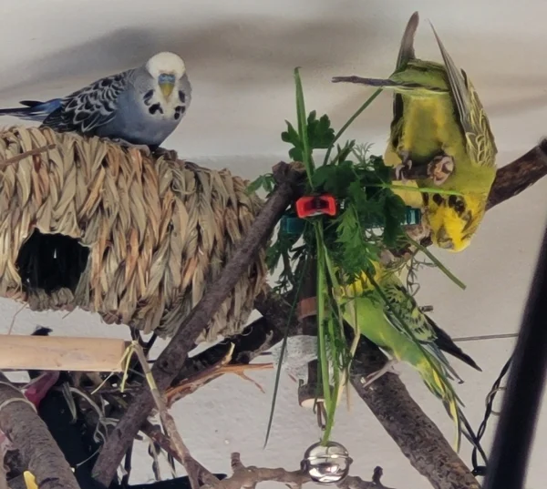 Wellensittich-Bild: Fidel der Blaue war zu langsam. Mopsi steht Kopf für das lecker Grün. Mr. Green hingegen rechts unten bevorzugt  die einfachere Fress Variante.