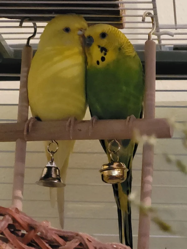 Wellensittich-Bild: Yellow & Mr. Green als sie noch neu eingezogen sind bei mir. 
Wir halten zusammen,  wir beschützen uns gegenseitig. 
Mein kleiner grüner schaut noch ängstlich. 