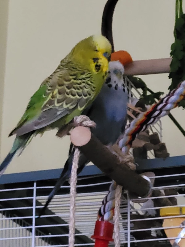 Wellensittich-Bild: Mopsi und Fidel ganz unschuldig nach heftigen Liebesbezeugungen. :-)))
Kaum war Kamera bereit, konnte sie kein Wässerchen mehr trüben. 