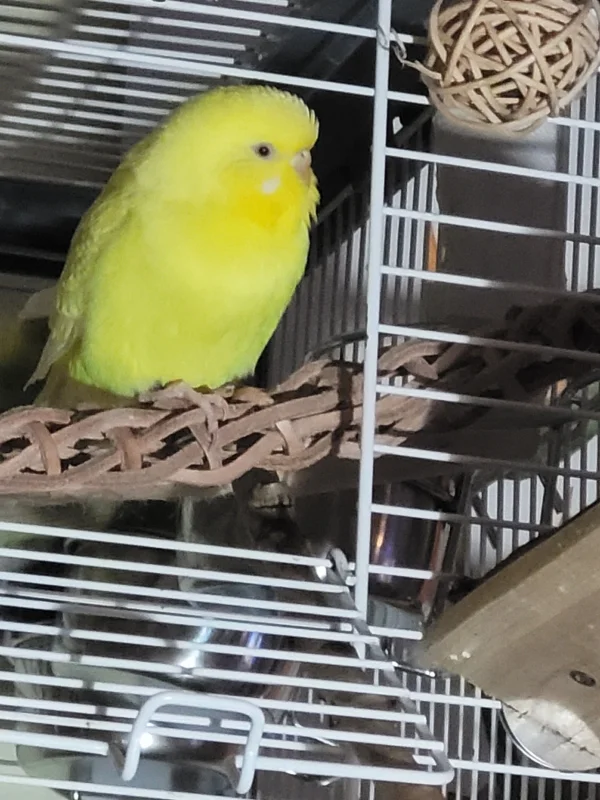 Wellensittich-Bild: Das ist Yellow, die täglich umschwärmt wird von den anderen drei Hähnen. Sie erträgt das Umwerben tapfer und oft gelangweilt. Sie hält sich aber die ganz frechen UND aufdringlichen vom Leib! SIE IST HIER DIE CHEFIN !
Da gibts keine Gnade. SIE IST CHEFIN !