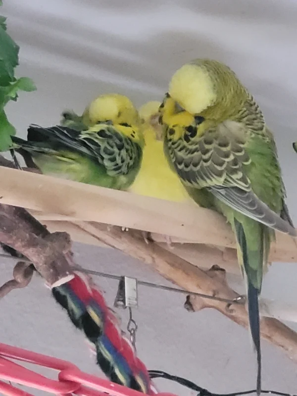 Wellensittich-Bild: So schön anzusehen wenn ALLE die Äuglein zu haben und ruhen.
Sie fühlen sich ganz sicher, oft hat eine ( die Yellow meist) die Augen auf und passt auf. Ich bewache sie mut Argus Augen.
Meine Lieblinge.  

