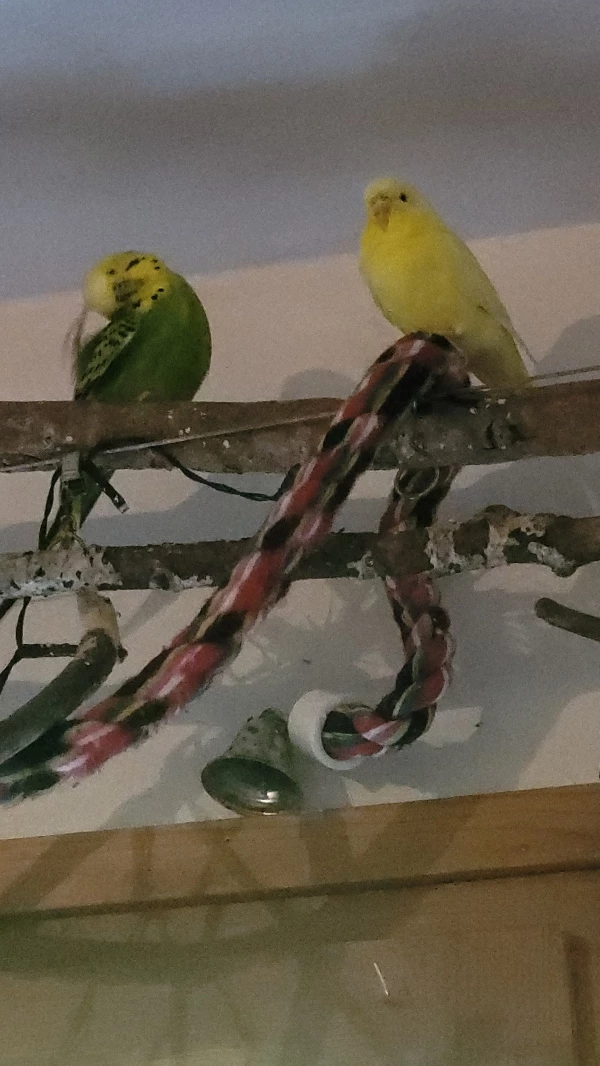 Wellensittich-Bild: Ja Mr. Green, kratzt sich verlegen am Köpfchen. 
 Was nur will er Yellow beichten?