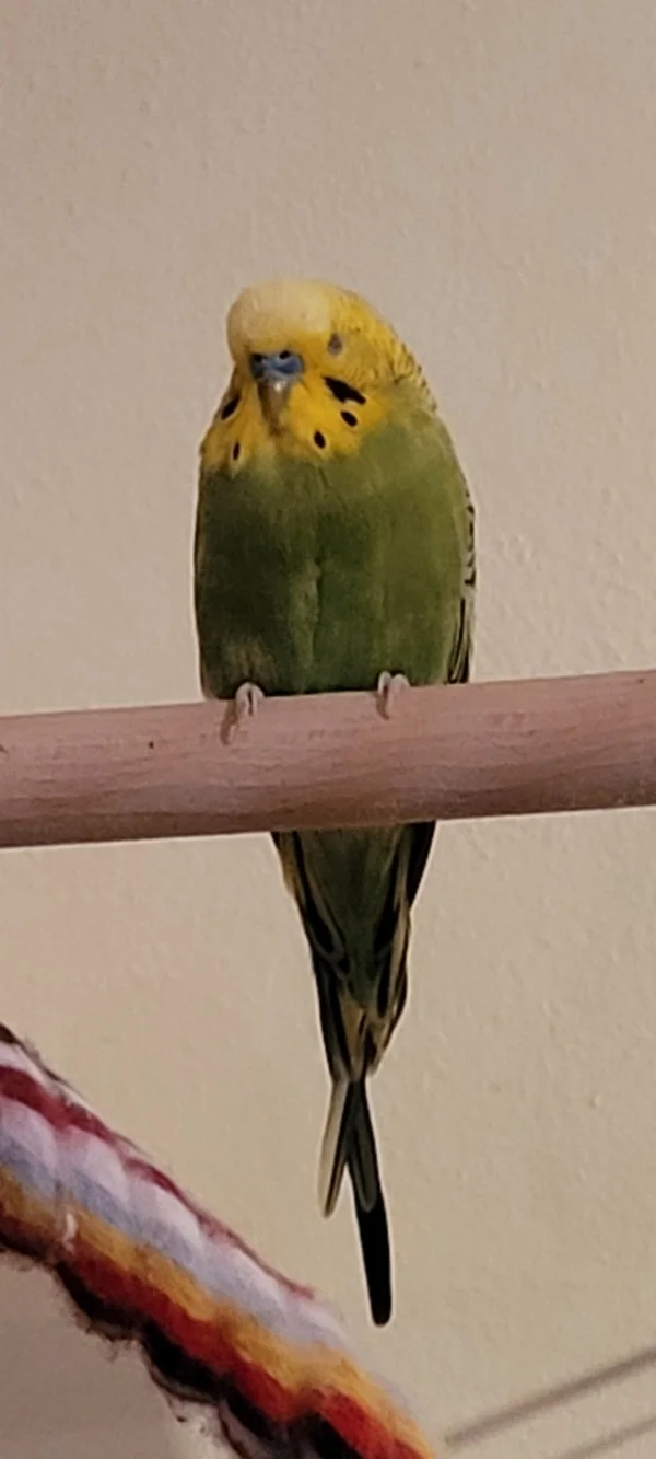 Wellensittich-Bild: Mr. Green bei seiner täglichen Mittags Siesta!! ?