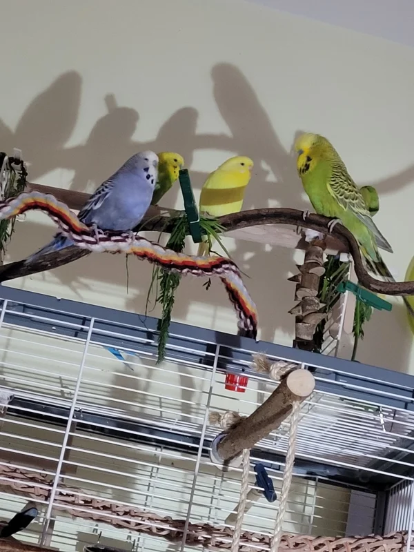 Wellensittich-Bild: Gegen Abend ergab sich ein tolles Foto mit meinen 4 Schätzen.
Im Vordergrund v.l. Fidel, Mr.Green, Mopsi, Yellow  mit ihren
Schatten!