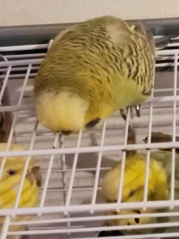 Wellensittich-Bild: Mopsi fällt immer was anderes ein wenn er die anderen beobachten möchte. 
Hier liegt er auf dem Bauch,  sein Schnäbel im Gitter.
Unter ihm lassen sich Mr.Green & Yellow nicht stören. 
Äuglein zu und durch!:-)