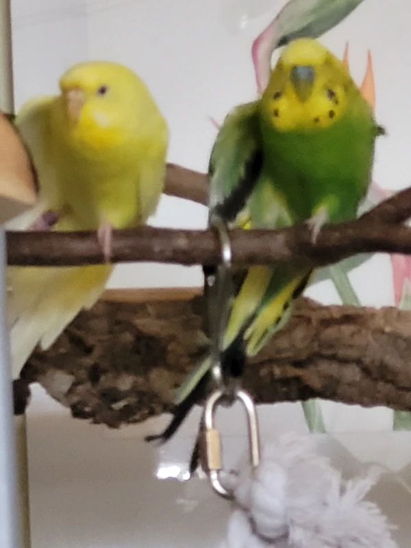 Wellensittich-Bild: Mr.Green und Yellow machen alles zusammen. Selbst das strecken der Flügel. Gleichzeitig natürlich!